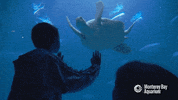 sea turtle swimming GIF by Monterey Bay Aquarium