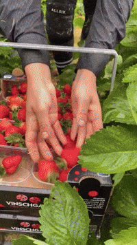 Altoadige Fragole GIF by Pur Südtirol