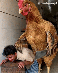 Chicken Egg GIF