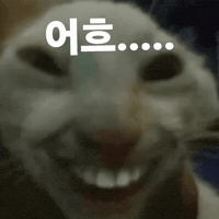 고양이 GIF