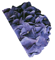 flowers sad songs Sticker by Kwassa