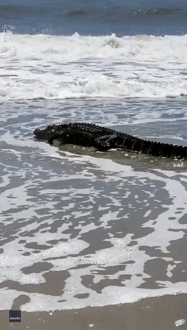 Alligator Spotted Walking Along North Carolina Beach