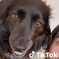 Sorpresa Cane GIF by TikTok Italia
