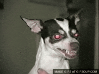 angry dog GIF