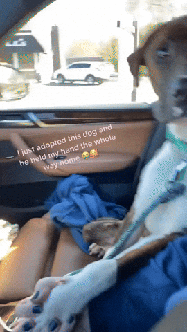 cuteanimalland giphyupload GIF