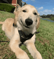 palesnaile dog puppy golden goldenretriever GIF