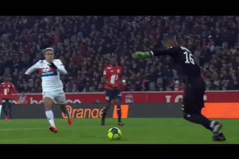petahouse  GIF