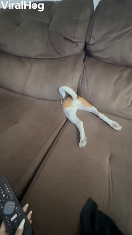 Dog Disappears Between Sofa Cushions