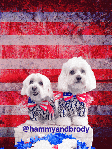 4Th Of July Dogs GIF by HammyandBrody