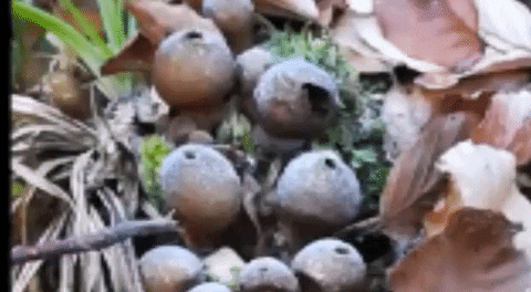 melina_t giphyupload fungi pilz birnenstäubling GIF