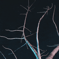 Night Sleep GIF by J. Lupo Arms