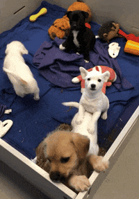 annenbergpetspace dog adoption dog ice cream wallis annenberg petspace dr jj GIF