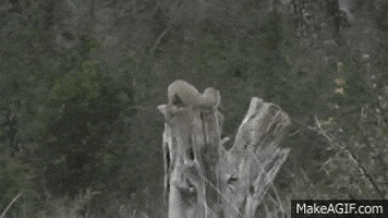 squirrel hunting GIF