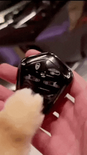 hrhchewy pomeranian hrhchewy chewy aka kroshka koenigsegg GIF