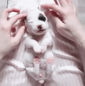 sleepy puppy GIF