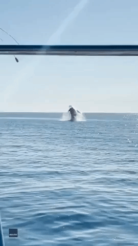 Multiple Humpback Whale Breaches Off Southern California Coast Wow Viewers