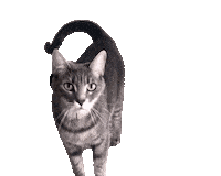 Oh No Cat Sticker