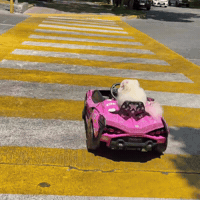 White Pomeranian Pomeranian GIF