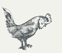 CokCoq cok nach cokcoq GIF