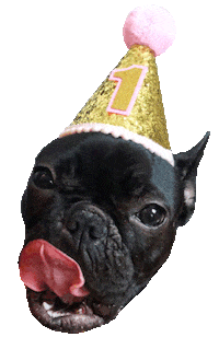 Licking French Bulldog Sticker
