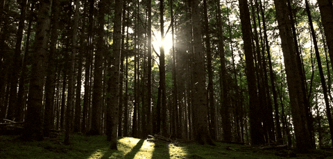 yogi_cinemagrapher giphyupload GIF
