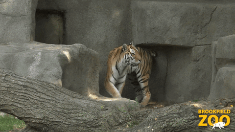 Surprised Fun GIF by Brookfield Zoo