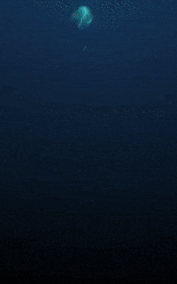 Power Ufc GIF by Georges St-Pierre