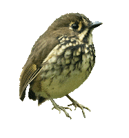 Cali Sticker by Colombia Birdfair