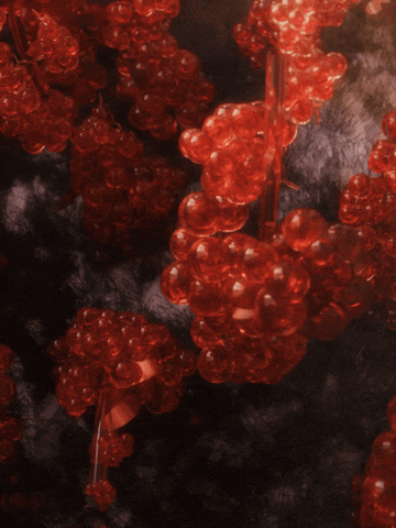 sihyukeh giphyupload GIF