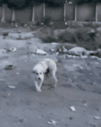 Dog Crash GIF