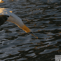 David Tennant Water GIF by BBC America
