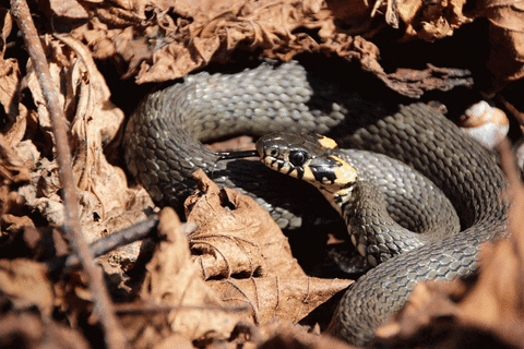 ingovalgma giphyupload GIF