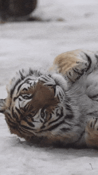 Siberian Tiger GIF by Valley Zoo Development Society