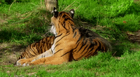 Sumatran Tiger Cubs Named at London Zoo