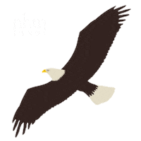 Bird Fly Sticker by NHM Wien