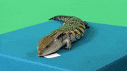 Happy Birthday GIF