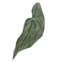 Home Plant Sticker