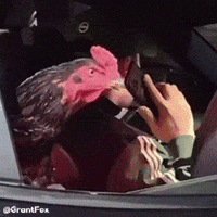 Car Chicken GIF