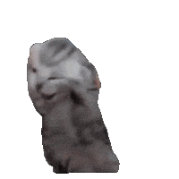 Cat Drama Sticker