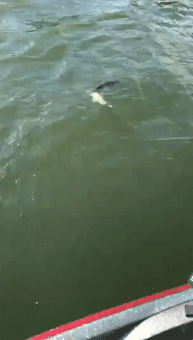 Pike Fish Attempts to Steal Caught Bass From Fishermen