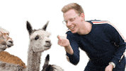 Bauer Sucht Frau Alpaca Sticker by Sven H. Photography