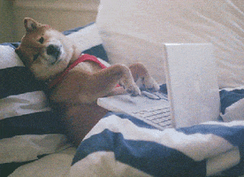 Dog Typing GIF by Rode Kruis Nederland