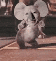 Koala 노무현 GIF