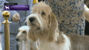 Dogs GIF by Westminster Kennel Club