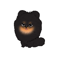 Pomeranian Pom Sticker