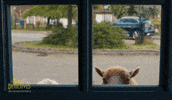 Lamb Shepherd GIF by The Sheep Detectives