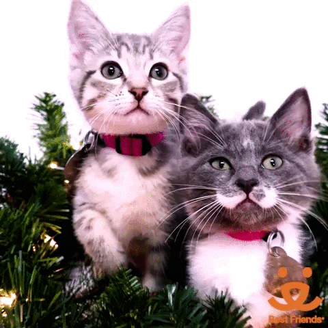 Video gif. Two gray and white kittens sit on a green holiday garland filled with twinkle lights. Angle zooms out to white and red block letters, "Joy"