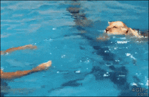 swimming GIF