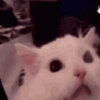 Screaming Cat GIF