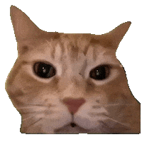 Cat Laughing Sticker